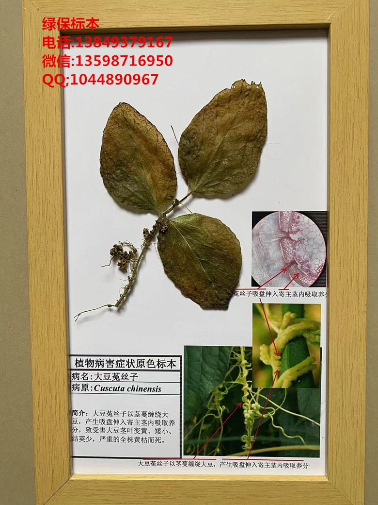 大豆菟丝子寄生性种子植物标本