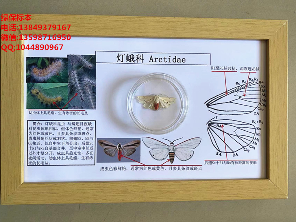 灯蛾科昆虫系统学标本