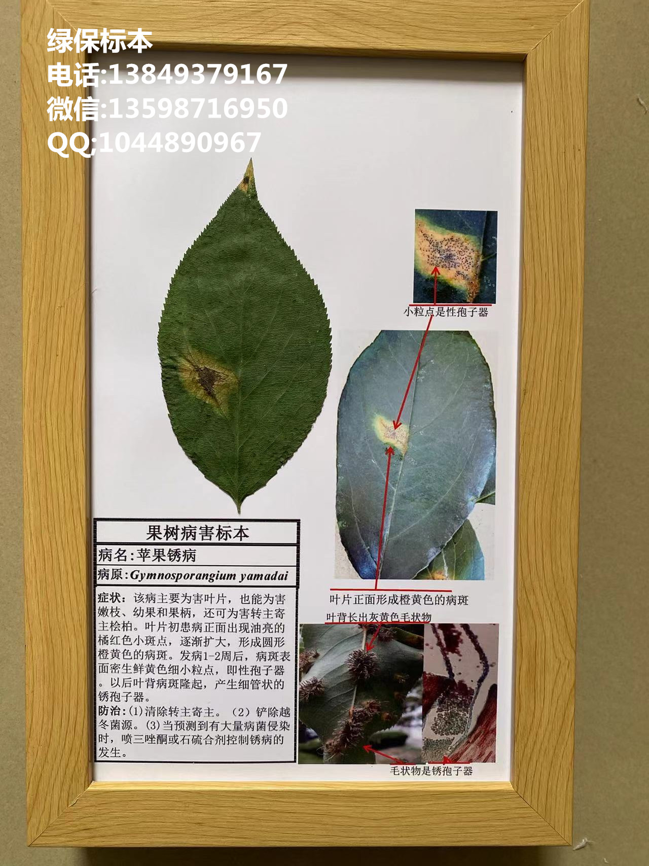 苹果锈病防治果树病害标本