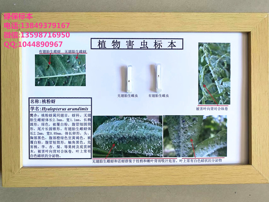 桃粉蚜 果树虫害标本