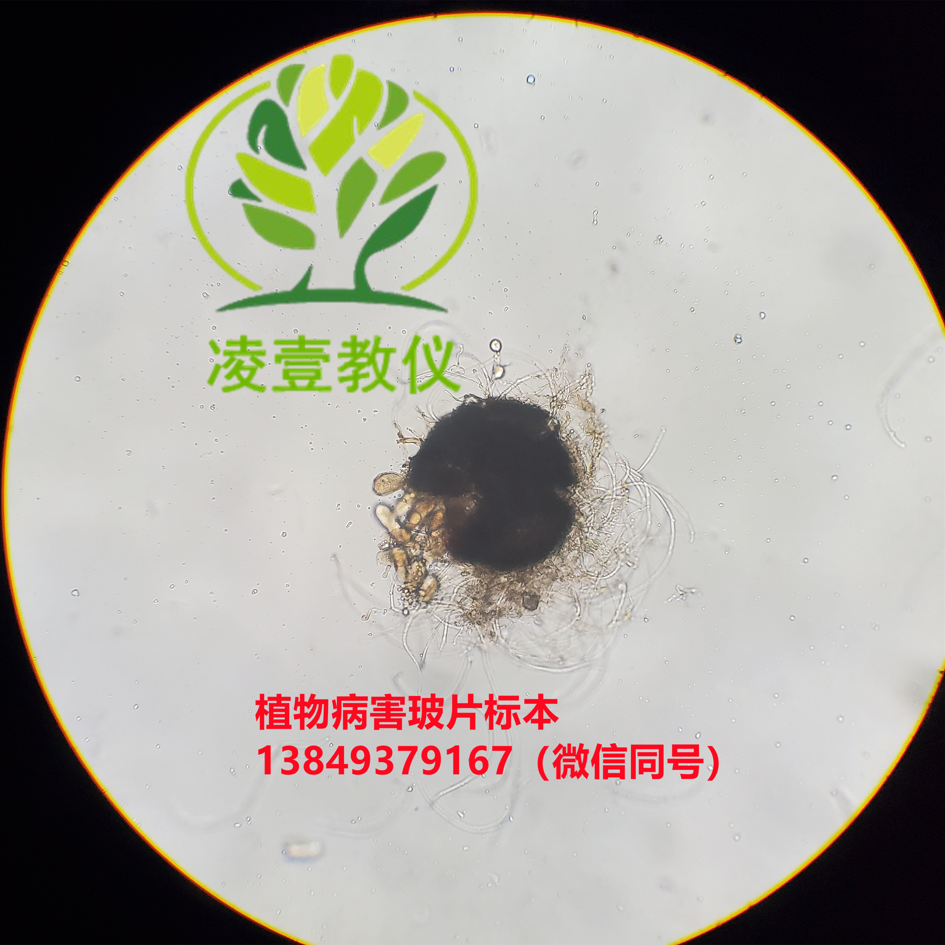 小卖白粉病玻片标本  生物切片标本