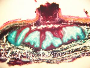 果树病虫害切片标本壳囊孢属 