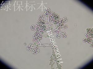 蔬菜病害标本番茄灰霉病菌装片