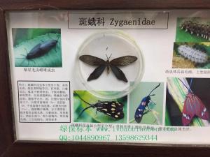 斑蛾科农业普通昆虫学系统学分类虫害害虫防蛀标本