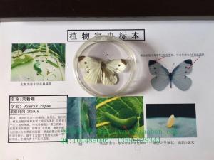 菜粉蝶 植物作物果树蔬菜虫害病害害虫昆虫显微镜玻片标本