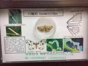 尺蛾科农业普通昆虫学系统学分类虫害害虫防蛀标本