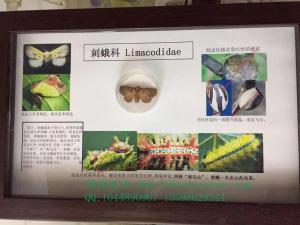 刺蛾科昆虫系统学分类园林植物病虫害标本