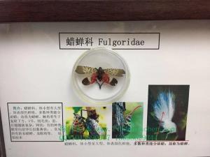 蜡蝉科农业普通昆虫学系统学分类虫害害虫防蛀标本