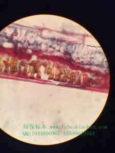 小麦叶锈病原物植物作物果树蔬菜虫害病害害虫玻片装片切片标本