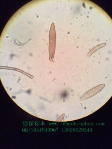 玉米大斑病菌粮食杂粮经济园林园艺植物作物病害虫害玻片切片装片标本