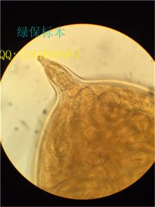 小麦胞囊线虫装片 植物农业害虫玻片标本