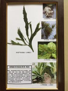 植物病害的病状类型：畸形