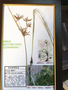 中草药标本香附子