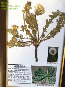 蒲公英 植物杂草标本