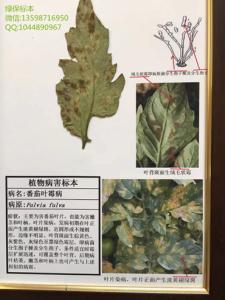 番茄叶霉病 蔬菜病害标本 蔬菜病虫害标本