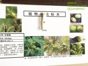 盲蝽象  油菜病虫害标本 植物害虫标本