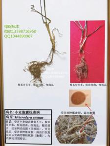 小麦胞囊线虫病标本 作物病害标本