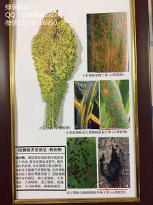 植物病害的病症：锈状物    植物病虫害标本