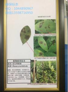 花生网斑病  经济作物病害标本 花生病虫害标本