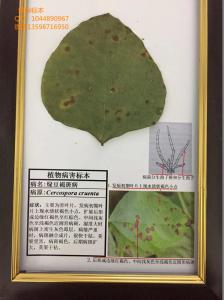 绿豆褐斑病  杂粮病虫害标本