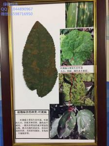 植物病害的种类：叶斑病  植物病害标本