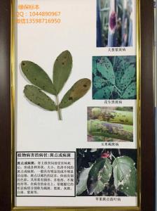 植物病害的病状：斑点或病斑 植物病害症状类型标本 粮食作物病害标本