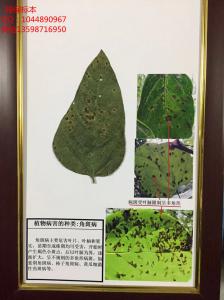 植物病害的种类：角斑病 植物真菌 细菌病害标本