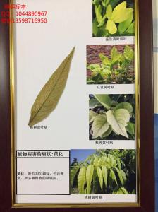 植物病害的症状：黄化 植物病虫害标本 作物病害标本