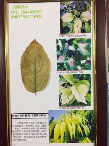 植物病害的种类：非侵染性病害 植物病虫害标本