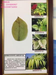 植物病害的种类：缺铁黄叶病 植物生理性病害标本