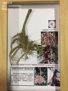 植物病害的种类：根结线虫病 作物病虫害标本