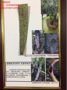 植物病害的种类：真菌性病害 植物病虫害标本