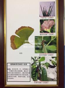 植物病害的病状：焦枯   植物病害虫害标本 作物生产技术实训设备