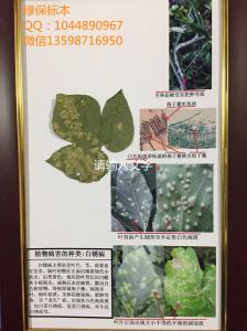 植物病害的种类：白锈病标本 作物病虫害标本