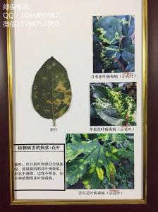 植物病害的病状：花叶 植物病虫害标本 作物生产技术实训标本