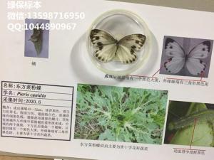 东方菜粉蝶  蔬菜昆虫标本