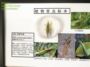 短额负蝗 植物保护病虫害防治盒标本