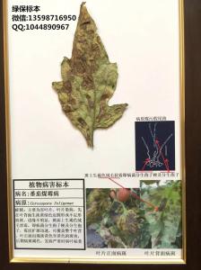 番茄煤霉病害标本