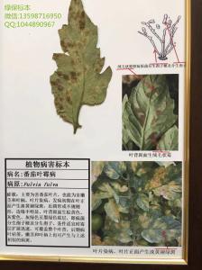 番茄叶霉病  蔬菜病害标本