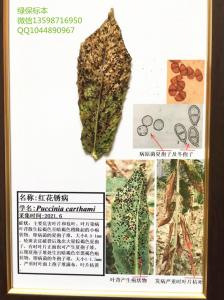 红花锈病 中草药病虫害盒装标本