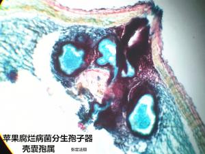 壳囊孢属 苹果树腐烂病菌 