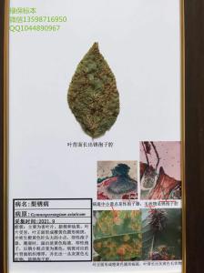 梨树锈病