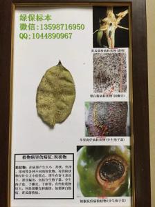 植物病害的病症：粒状物