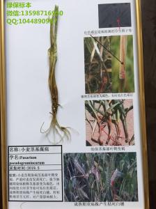 小麦茎基腐病 