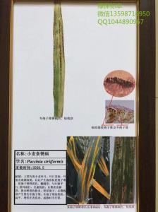 小麦条锈病