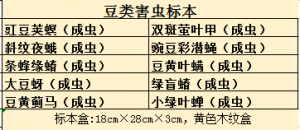 大豆害虫标本 经济植物病虫害标本 油料作物病虫害标本