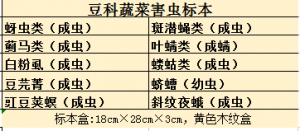 豆科蔬菜害虫标本 