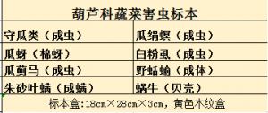 葫芦科蔬菜病害标本