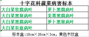 十字花科蔬菜病害标本