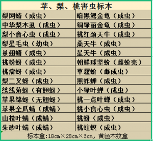 苹果 梨 桃病害标本